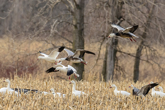Mixed Winter Geese Landing 3
