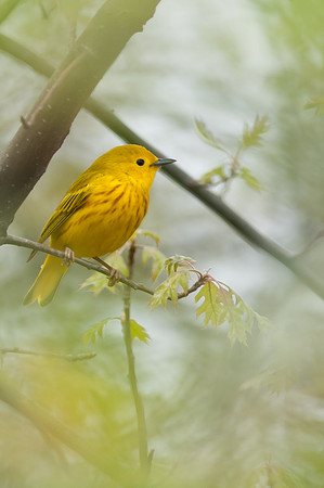 Male Yellow Warbler; Magee Marsh, Lake Erie Ohio
