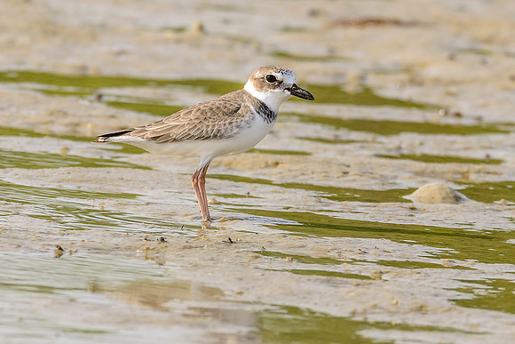 Wilson's Plover