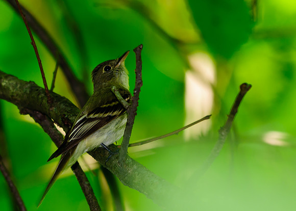 Acadian Flycatcher; Lawrence Woods, Kenton OH