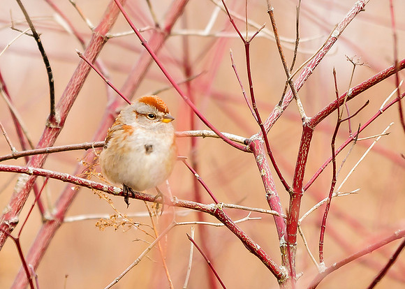 American Tree Sparrow
