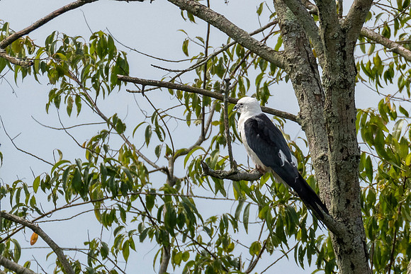 Swallow-tailed Kite