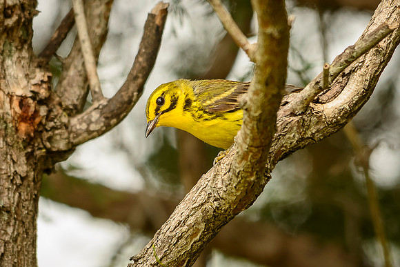Prairie Warbler