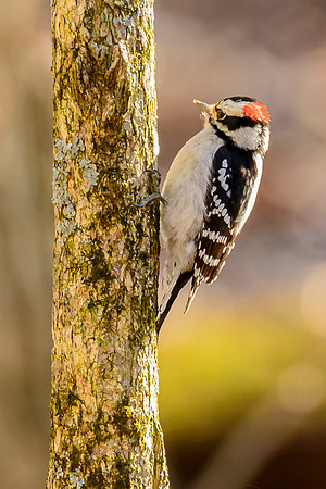 Downy Woodpecker