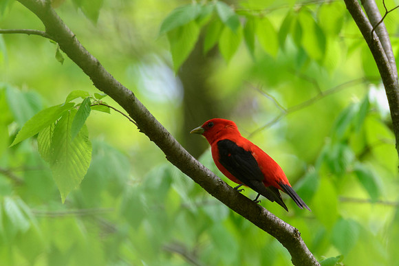 Scarlet Tanager