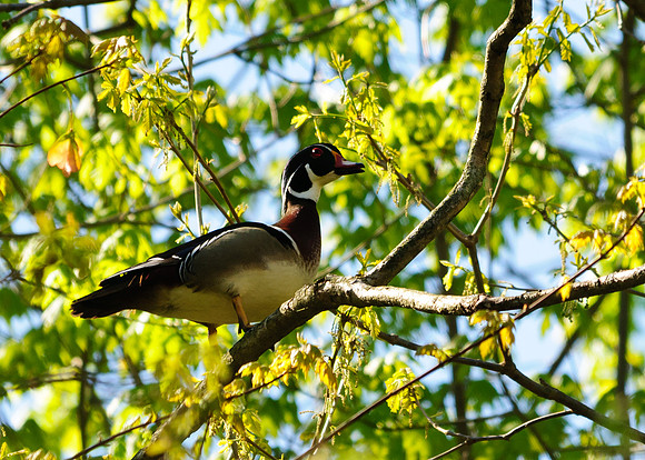 Wood Duck; Lawrence Woods, Kenton  OH