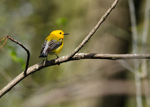 Prothonotary Warbler Big Island Wildlife Area, Marion OH Big Island Wildlife Area, Marion OH