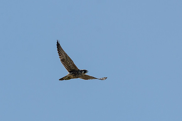 Peregrine Falcon