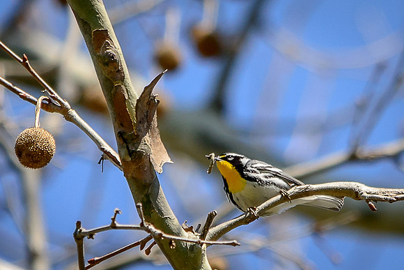 Yellow-throated Warbler