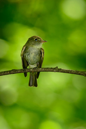 Acadian Flycatcher; Lawrence Woods, Kenton OH