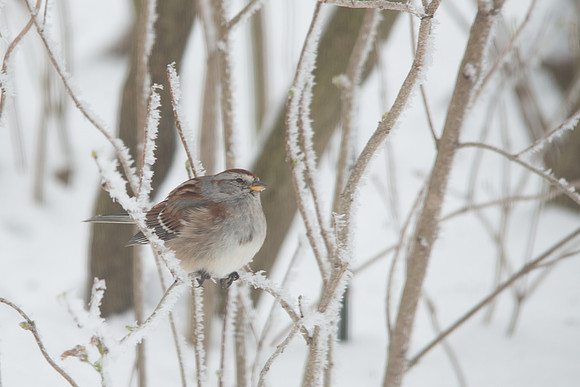 American Tree Sparrow