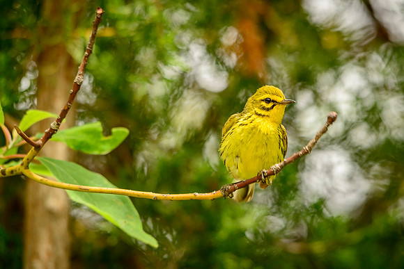 Prairie Warbler