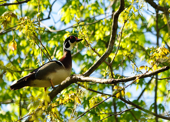 Wood Duck; Lawrence Woods, Kenton  OH