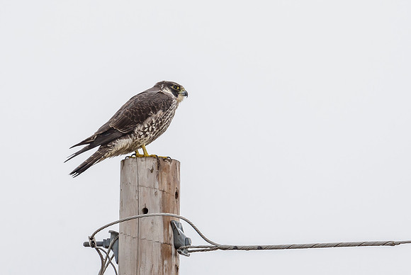 Peregrine Falcon
