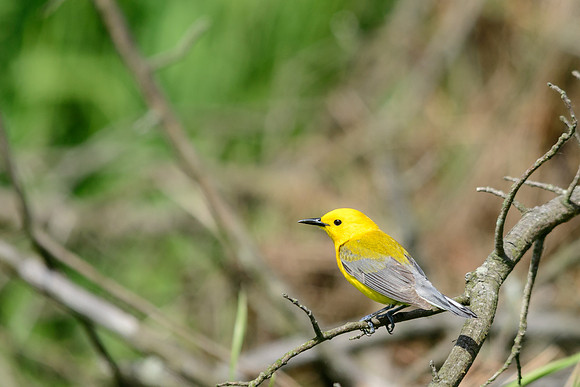 Prothonotary Warbler