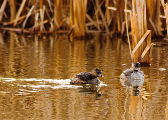 Pied Billed Grebe, Big Island Wildlife Area, Marion Ohio