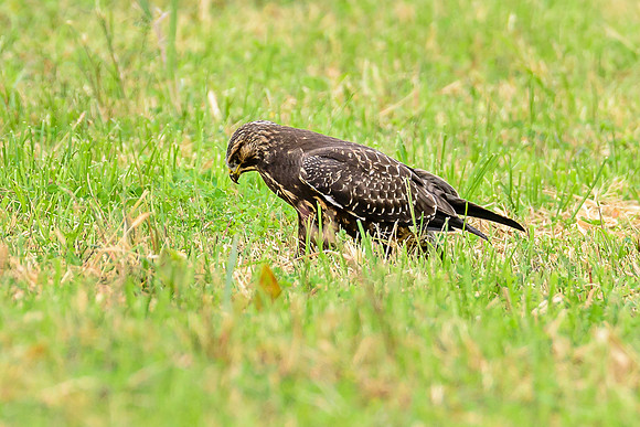 Swainson's Hawk