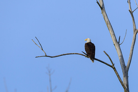 Bald Eagle