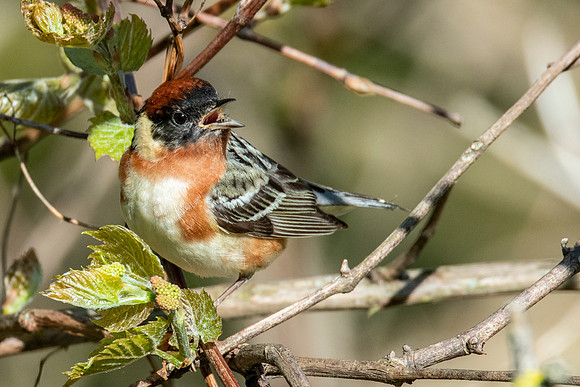 Bay-breasted Warbler