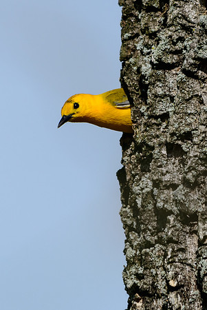 Prothonotary Warbler