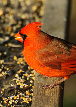 Northern Cardinal; Male
