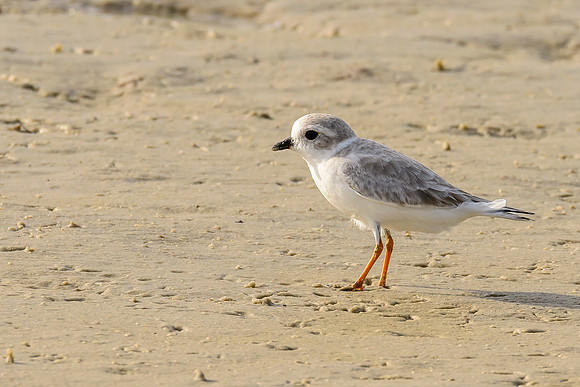 Piping Plover