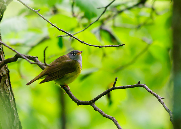Connecticut Warbler; Lawrence Woods, Kenton OH