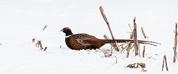 Ring-necked Pheasant