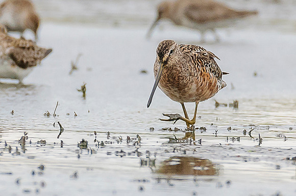 Short-billed Dowitcher