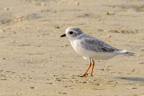 Piping Plover