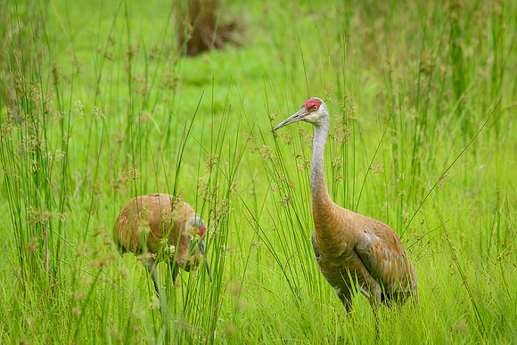 Sandhill Crane Pair