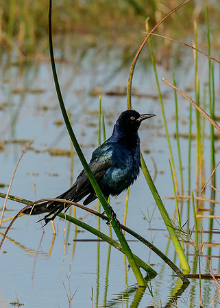 Boat-tailed Grackle