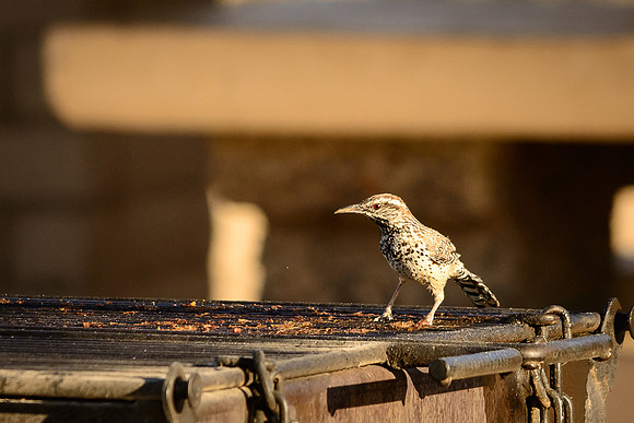 Grilled Cactus Wren