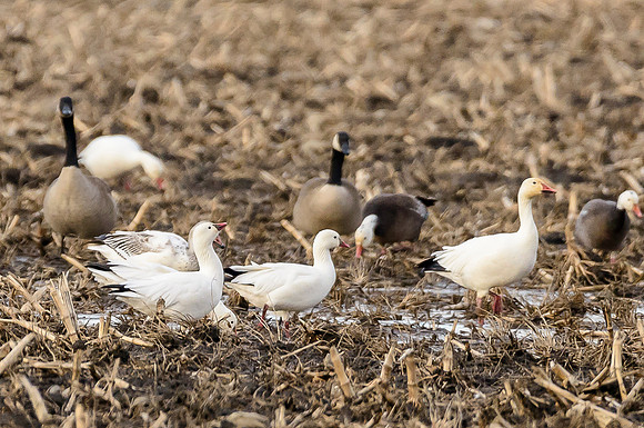 Ross's Geese w/ Snow Geese 2
