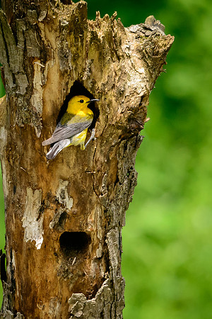 Prothonotary Warbler