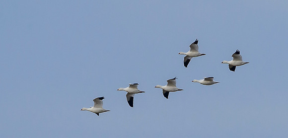 Ross's Geese