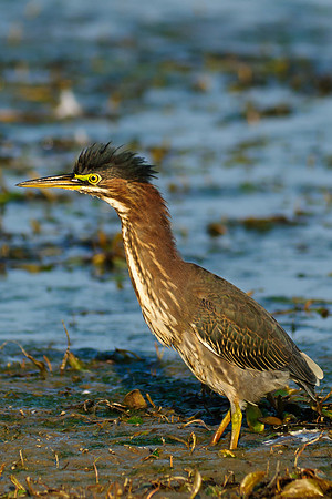Green Heron