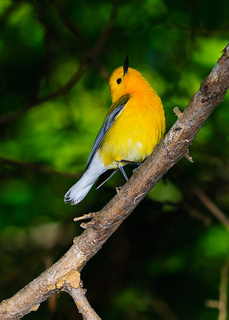 Prothonotary Warbler