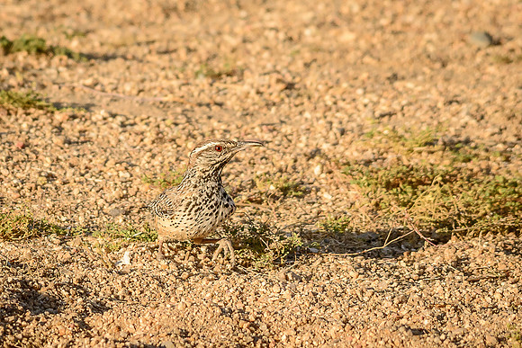 Cactus Wren