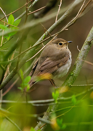 Hermit Thrush; Lawrence Woods, Kenton OH