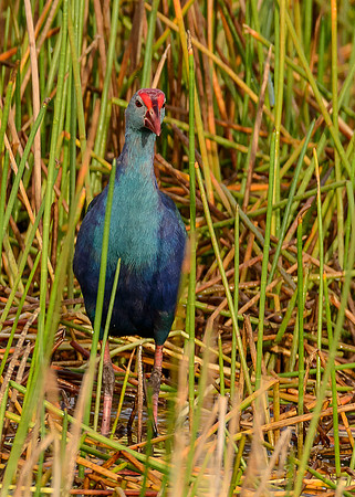 Grey-headed Swamphen