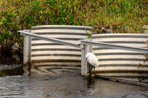 Snowy Egret