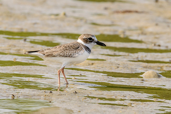 Wilson's Plover
