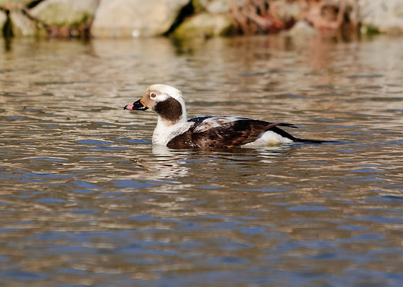Long-tailed Duck; Grand Lake St Marys Boat Club, St Marys Ohio