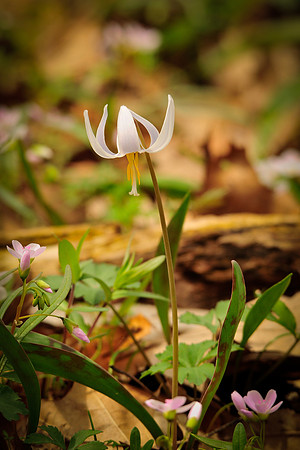 White Trout Lily; Lawrence Woods, Kenton OH