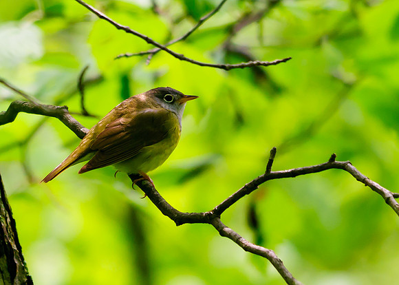 Connecticut Warbler; Lawrence Woods, Kenton OH