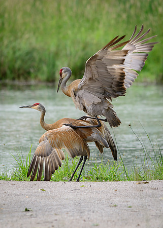 Sandhill Crane Pair