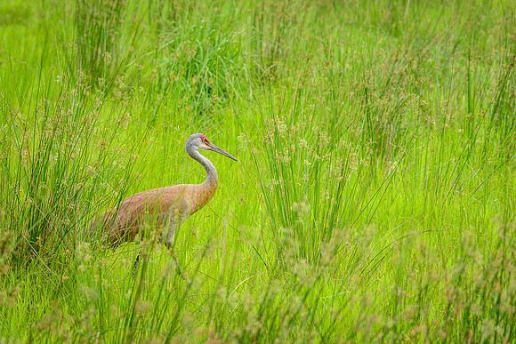 Male Sandhill Crane