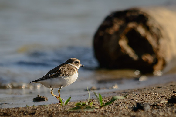 Semipalmated Plover