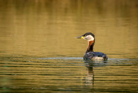 Red-necked Grebe